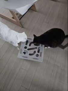 Kitten Interactive Claw Kit photo review