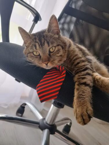 PawZelio Chic Cat Collar photo review