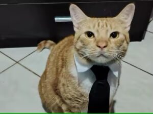 PawZelio Chic Cat Collar photo review