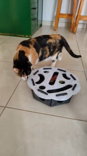 Kitten Interactive Claw Kit photo review