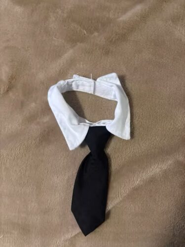 PawZelio Chic Cat Collar photo review