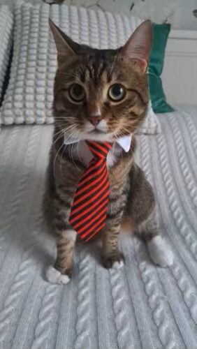 PawZelio Chic Cat Collar photo review